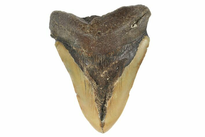 Bargain, Fossil Megalodon Tooth - North Carolina #186576